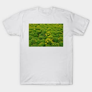 Field of Mums T-Shirt